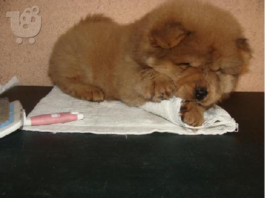 PoulaTo: Αρσενικά κουτάβια Chow Chow